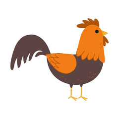 Chicken vector illustration