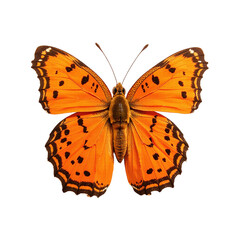 Fototapeta premium Close-up of a vibrant orange butterfly with black markings, isolated on a black background. Perfect for nature, wildlife, and entomology projects.