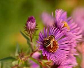 Pszczoła na kwiatach