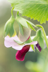 Obraz premium A Common pea plant growing in the vegetable garden.