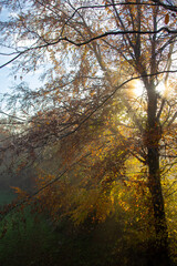 autumn in the forest