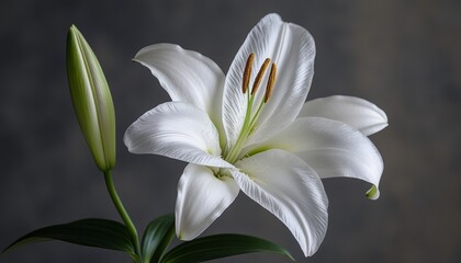 Fototapeta premium Elegant White Lily. Floral Arrangement on a Gray Background with Space for Your Text.