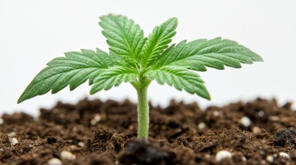 New Life, Young Cannabis Plant Sprout, Marijuana Seedling Growing in Rich Soil, Detailed Close Up