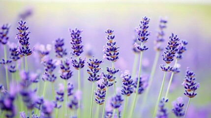 Fototapeta premium A lavender flower cluster with a blurry background of flowers in the foreground