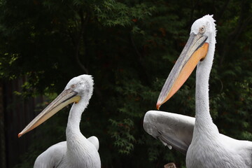 PARC DES PYRENEES. FRANCE EUROPA. 