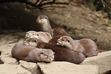 Obraz premium PARC DES PYRENEES. FRANCE EUROPA. 