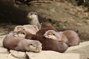 PARC DES PYRENEES. FRANCE EUROPA. 