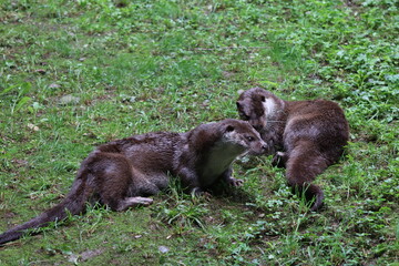 PAR DES PYRENEES. FRANCIA. EUROPA. 