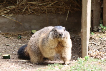 PARC DES PYRENEES. FRANCE EUROPA. 