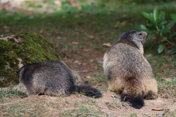 PAR DES PYRENEES. FRANCIA. EUROPA. 