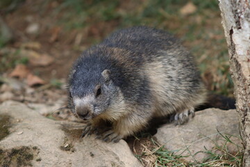 PARC DES PYRENEES. FRANCE EUROPA. 