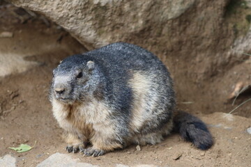 PAR DES PYRENEES. FRANCIA. EUROPA. 