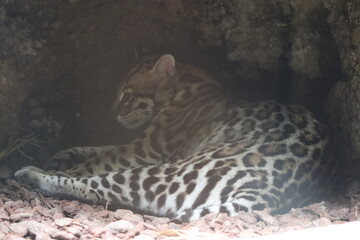 Naklejka premium PARC DES PYRENEES. FRANCE EUROPA. 