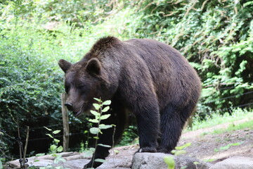 PARC DES PYRENEES. FRANCE EUROPA. 