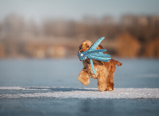 Energetic red English Cocker Spaniel runs on ice, holding a funny octopus toy in its mouth.