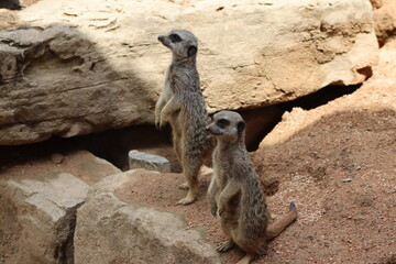 PARC DES PYRENEES. FRANCE EUROPA. 