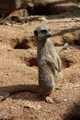 PARC DES PYRENEES. FRANCE EUROPA. 