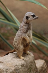 PARC DES PYRENEES. FRANCE EUROPA. 