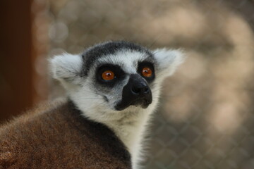 PARC DES PYRENEES. FRANCE EUROPA. 