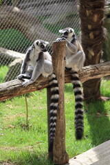 PARC DES PYRENEES. FRANCE EUROPA. 
