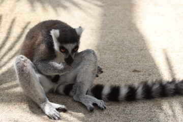 PARC DES PYRENEES. FRANCE EUROPA. 