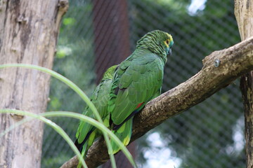 PARC DES PYRENEES. FRANCE EUROPA. 