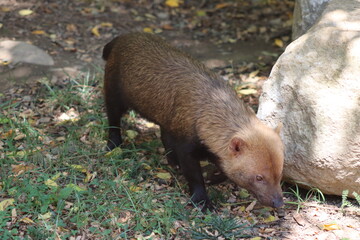 PARC DES PYRENEES. FRANCIA. EUROPA. 