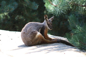 PARC DES PYRENEES. FRANCIA. EUROPA. 