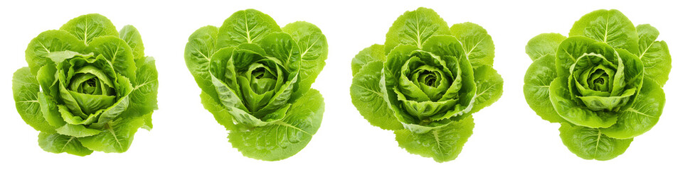 Obraz premium Set of Green Leaf Lettuce on White