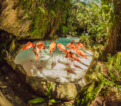 Flock of pink flamingos in a serene park setting. Vibrant wildlife and lush greenery create a tropical paradise. Wildlife observation, nature appreciation, and exotic travel concept
