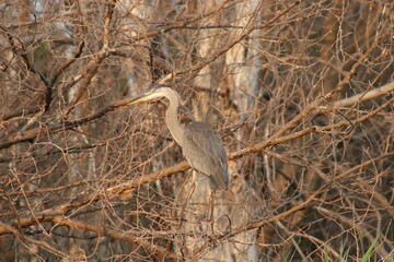 A heron siting in the branches of a tree