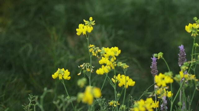 Close-up shot of vibrant yellow wildflowers blooming in a lush green field. Perfect for nature, spring, and botany themed projects.  Genista germanica