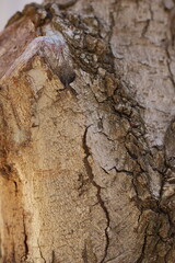 bark of a tree