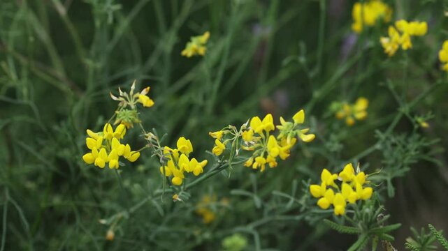 Close-up shot of vibrant yellow wildflowers blooming in a lush green field. Perfect for nature, spring, and botany themed projects.  Genista germanica