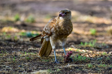 Caracara chimango portrait , La Pampa province, Patagonia , Argentina