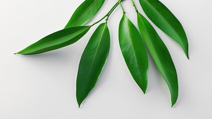 Obraz premium Citrus leaves on a white background. Leaf collection. With clipping path. Full depth of field.