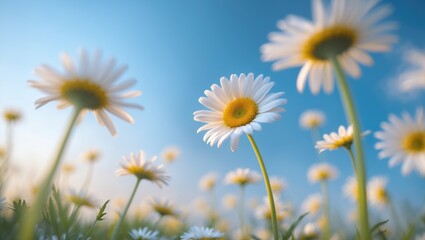 Looking up at daisies under a blue sky, featuring a shallow depth of field.