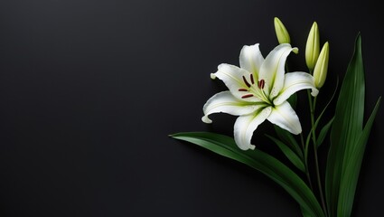 Fototapeta premium Lily flower set against a dark background. Condolence card. Blank area for text.
