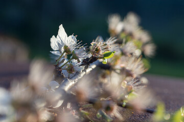 Blossoming tree branch. Spring. White flowers on a branch.