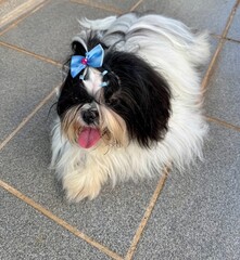 portrait of a small dog