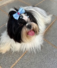 Shihtzu