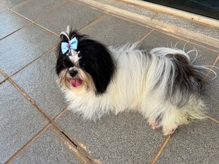 Shihtzu