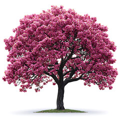 Obraz premium A vibrant tree bursts with dense pink blossoms its dark trunk grounded by a patch of green grass and a soft shadow.