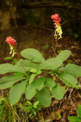 Flower and leaves of Amasonia campestris, family Verbenaceae, in the Atlantic rainforest near Fortaleza, Ceara, Brazil, South America.