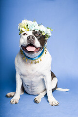 a dog wearing a flower wreath on a blue background with a bouquet of flowers. Fashionable pet,...