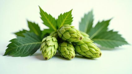 Hop cones with leaf isolated on a white background, close-up view from above.