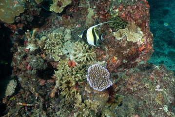 Zanclus cornutus, nome comune idolo moresco tra coralli duri e crinoidi © Massimo
