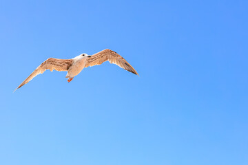 Fototapeta premium A bird is flying in the sky with its wings spread wide