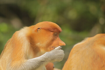 Naklejka premium Proboscis Monkey, Nasalis Larvatus or long-nosed monkey, known as the bekantan 