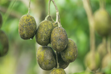Green Ambarella fruit hanging on the tree	
